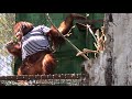 Дана стала морячкой! Тайган Orangutan Dana has become a sailor! Taigan