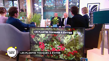 Est-ce que le Chlorophytum est toxique