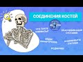 Соединения костей