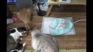 みどり(別部屋にて猫を飼っております) 2026.5.25 】子猫部屋にすむ先輩猫と初対面 Our Senior Cats Finally