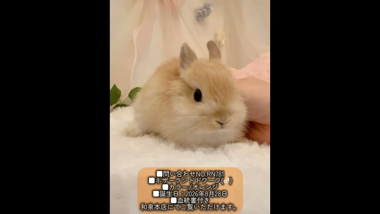 うさぎベビー】🐰和泉本店 #うさぎ #うさぎの赤ちゃん #うさぎ専門店