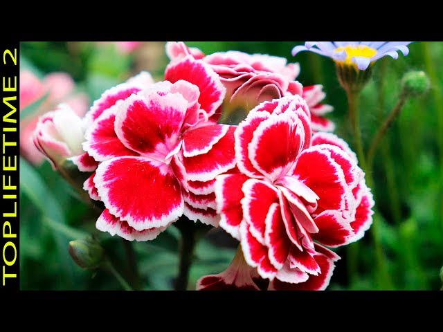 11 Plantas Que no Sabías Que Florecen Todo el Año - YouTube