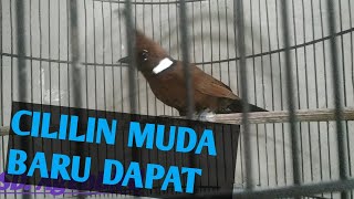 Perawatan burung cililin SUPAYA AWET- unboxing burung cililin oleh kang bambang