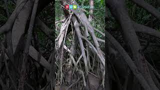 Mangroves #shorts #ngscience