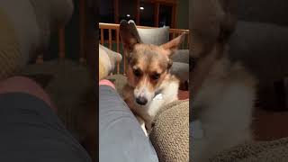 Clingy Curtis the corgi cute