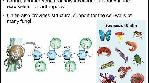 2107 Chapter 5 - Structure and Function of Large Biological Molecules