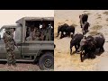 Rangers Protect Elephants Traveling in Search of Food