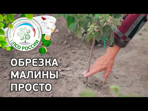 Обрезка ремонтантной малины. Как обрезать ремонтантную малину.