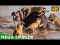 Clash of the Titans: The Planet's Most Brutal Arena (MEGA EPISODE) | Nature Animal Documentary