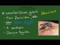 Dengue - Resumo - Infectologia