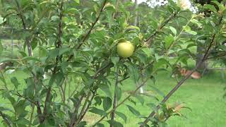 Shiro Plum
