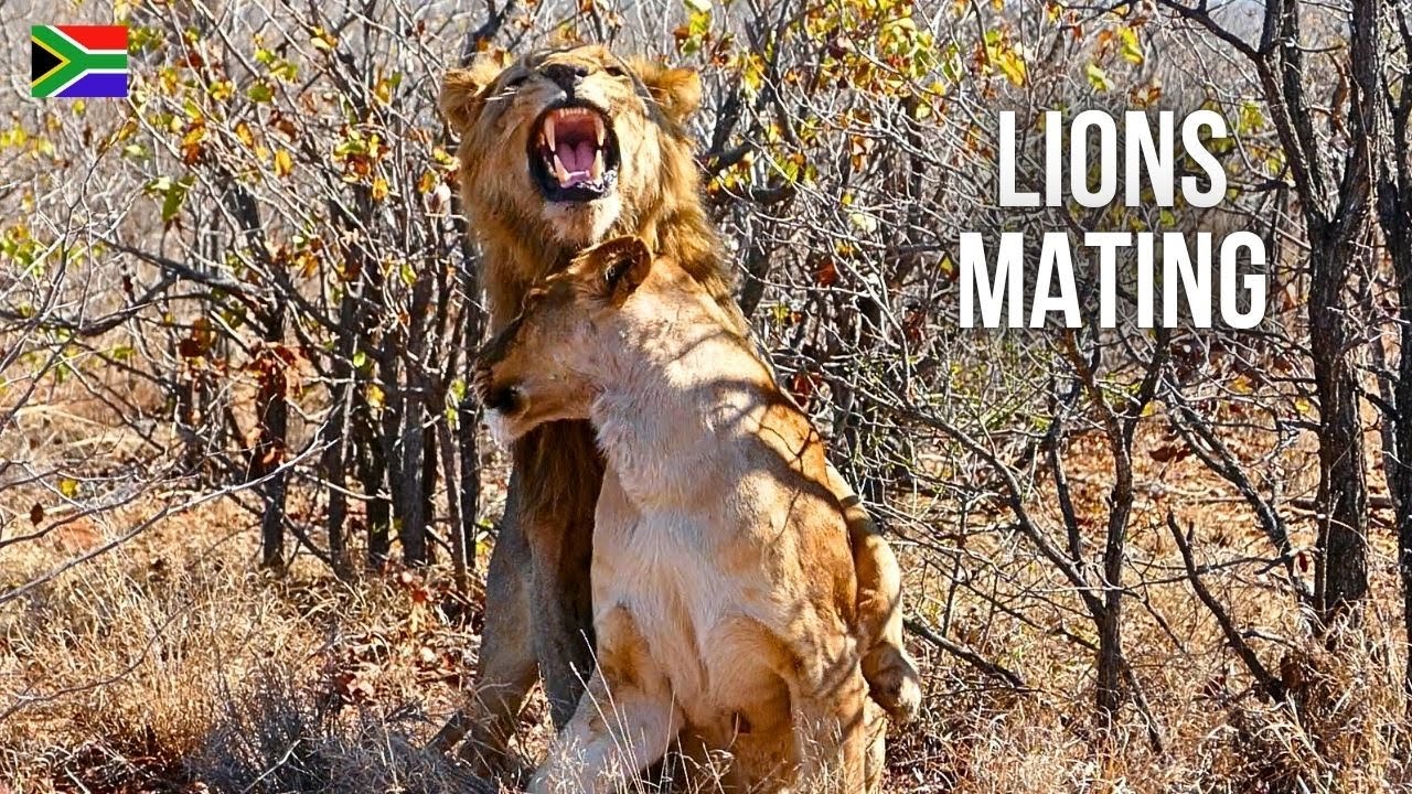 Lions Mating Next to Car in Kruger National Park | CHAPTER 7 - Wildlife Adventures