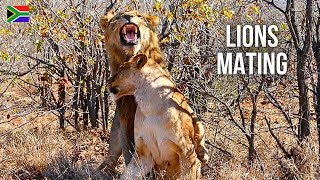 Lions Mating Next to Car in Kruger National Park | CHAPTER 7 - Wildlife Adventures