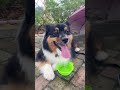 DUE TO HUMIDITY #shorts #trending #viral #video #cute #dog #relaxing #foryou #share #love #minivlog