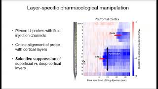 LAYER-SPECIFIC DEACTIVATION OF PREFRONTAL CORTEX AS A CAUSAL TEST OF PREDICTIVE CODING