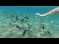 Кормим рыбок, бухта Sharm-El-Sheikh