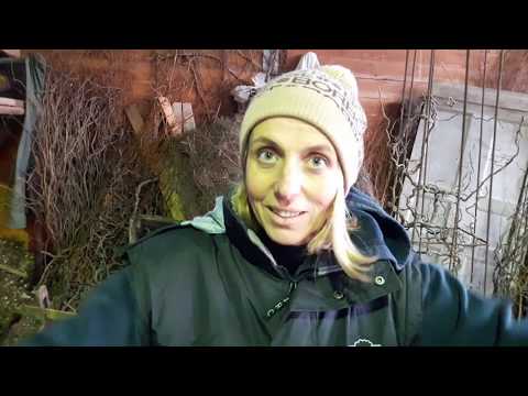 Video: Scopri la protezione invernale dell'ortensia