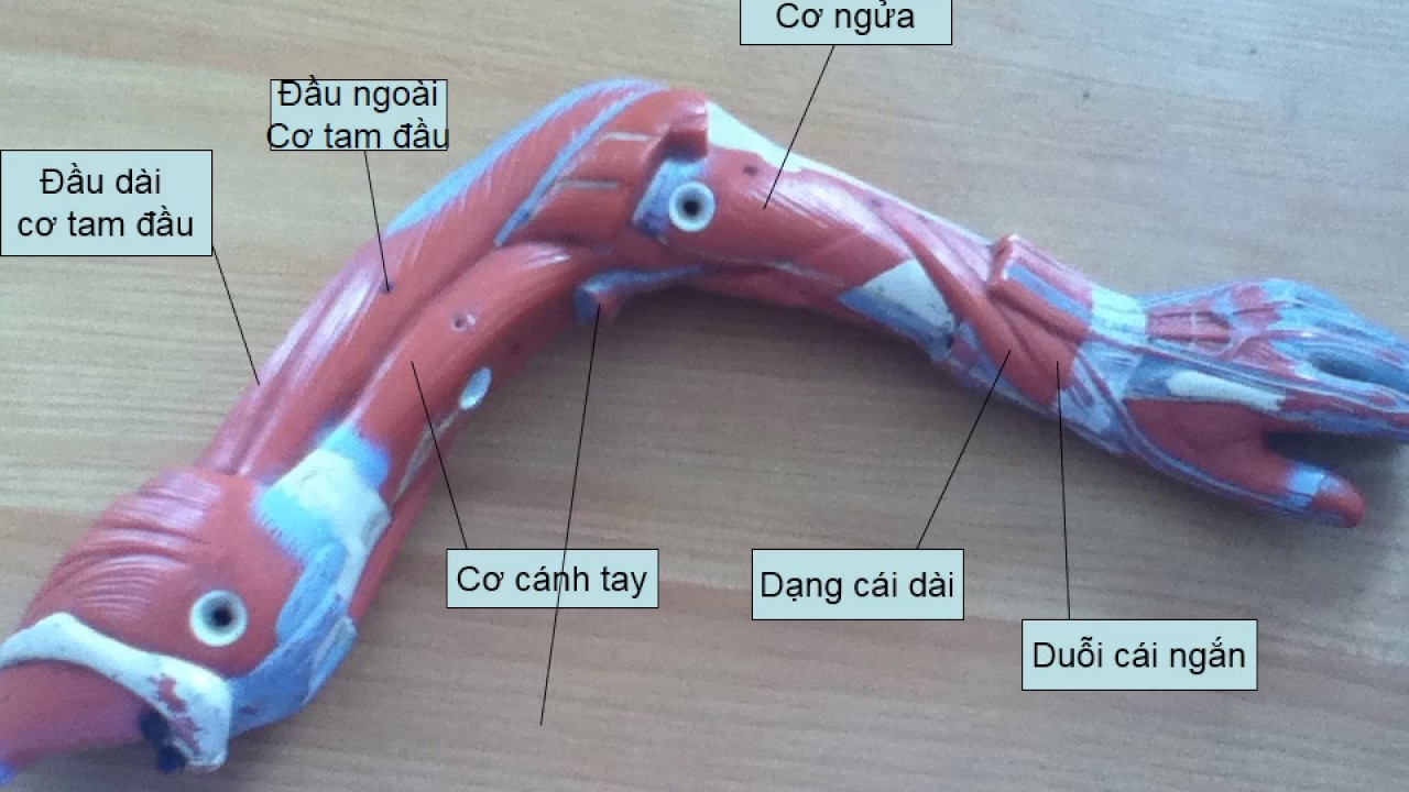 SƠ ĐỒ) GIẢI PHẪU - CHI TRÊN - HỆ CƠ - CƠ VÙNG VAI NÁCH, CÁNH TAY - NGUYÊN  ỦY,BÁM TẬN Diagram | Quizlet