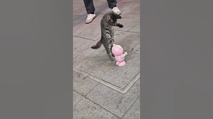 Video 9846811: compilation cats pets animals, cat compilation funny pet, cat best funniest compilation, laugh funny cats compilation, loud funny cat