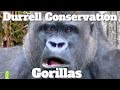 Gorillas durrell wildlife conservation trust jersey