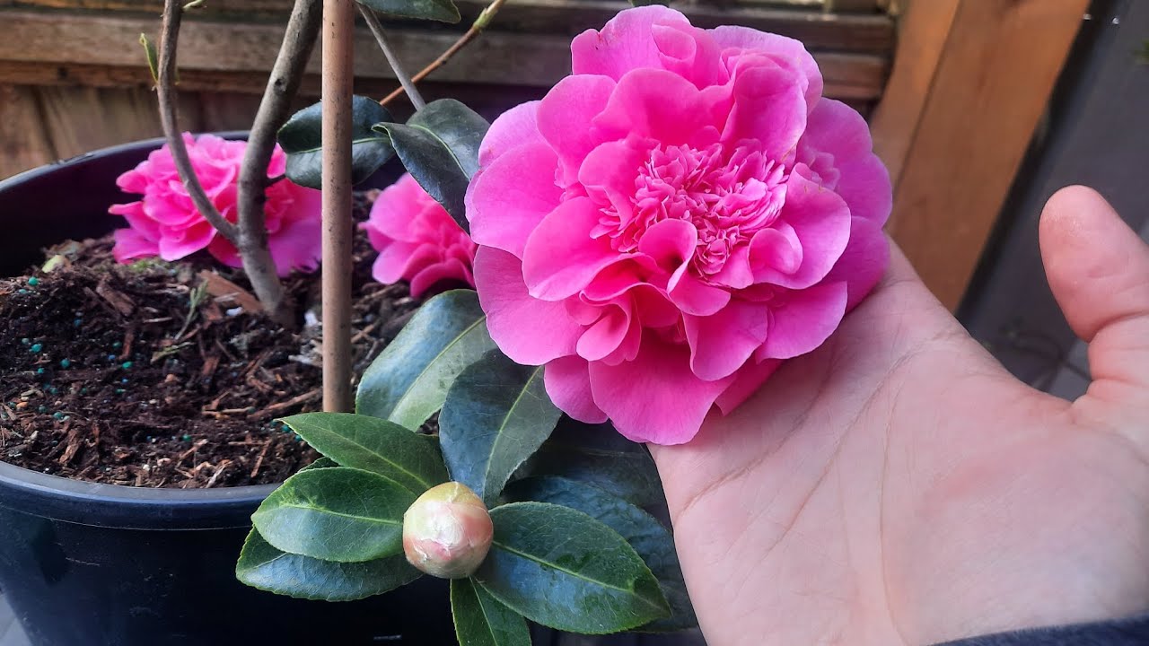Talking about Camellias (Camellia williamsii 'Debbie'l