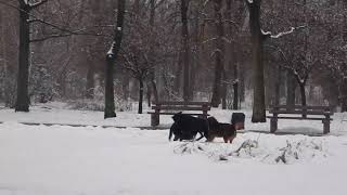 People dancing and Dogs playing in the winter time  :)