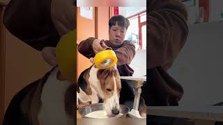 El Perrito de las Orejas Gigantes que se Convirtió en Mouse Pad 😱🐶🖱️ #trending #shortvideo