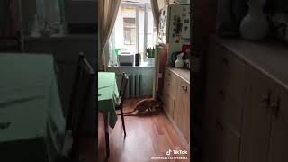 Кошка лезет в холодильник