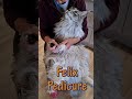 Maine Coon Felix. Pedicure