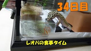 #05【ヒョウモントカゲモドキ】レオパのお食事タイム【34日目】