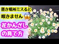 要注意⚠️花かんざしは置き場所が命
