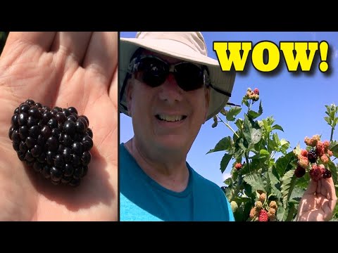 Vídeo: Care Of Dewberries - Saiba mais sobre o plantio de Dewberry Info