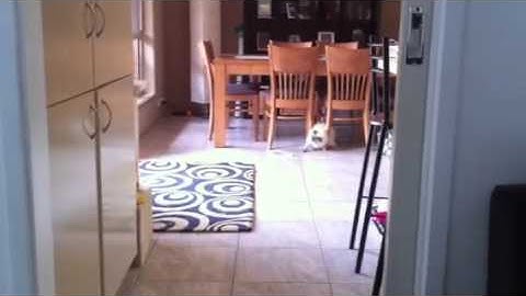 Ragdoll Cat playing fetch