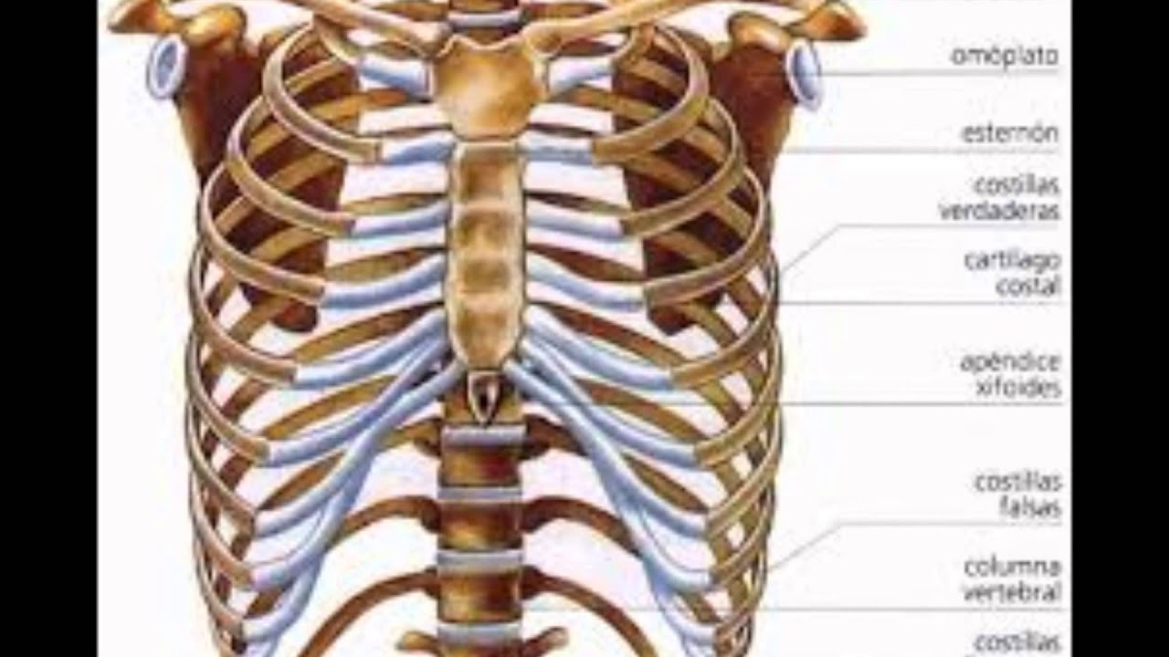 Сколько ребер на 1 стороне. Грудная клетка анатомия 10 ребро. Грудная клетка с ребрами и грудиной. Ребра и Грудина анатомия. Строение грудной клетки ребра и Грудина.