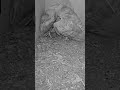 Short: barn owl nestlings preen each other