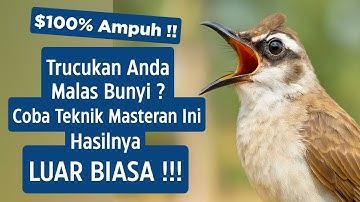 Masteran Trucukan Gacor Ngalas Tarung Ropel Paling Bagus Untuk Pancingan Trucukan Agar Bunyi Nyaut