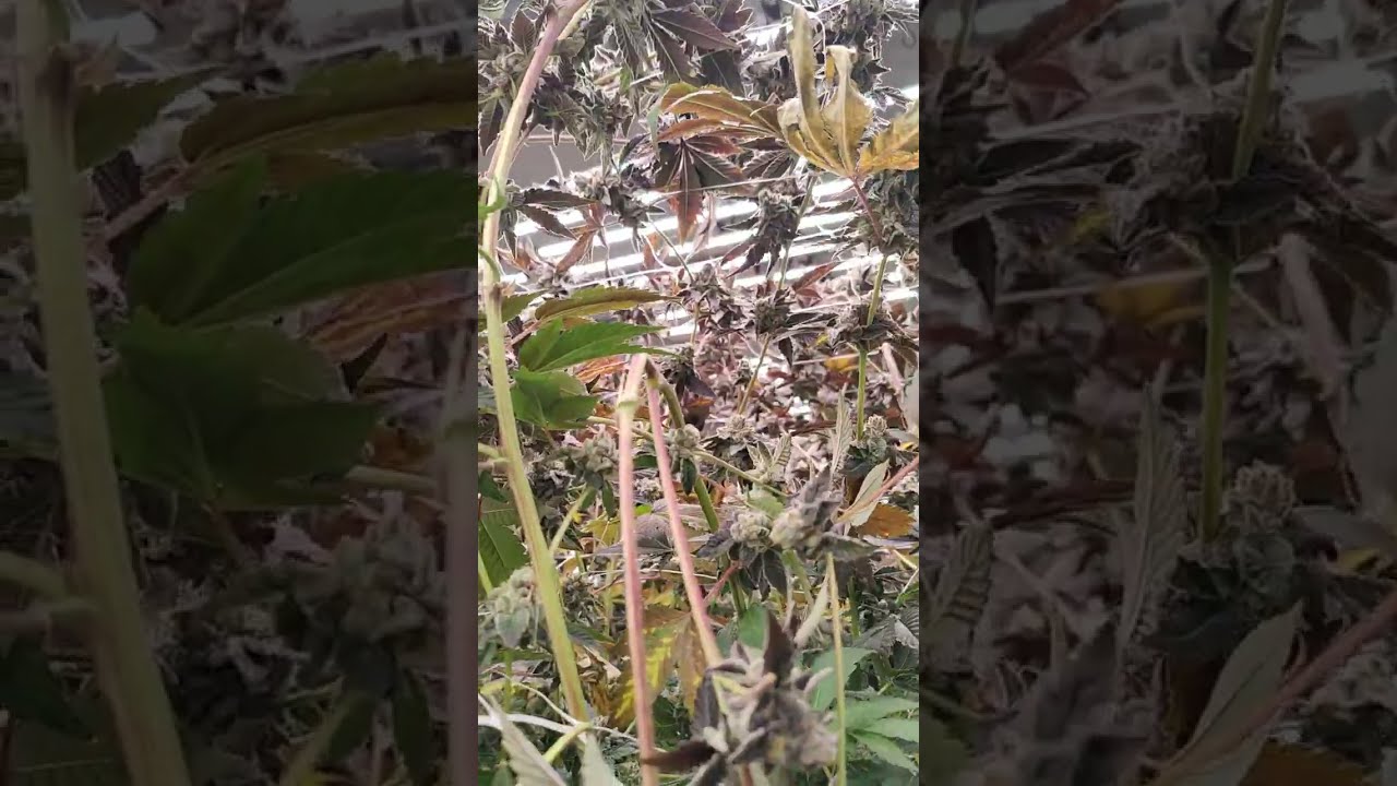 harvest day tons of purp strains