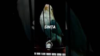 Lovebird sinta . Aksi ngekek 4.55 detik.