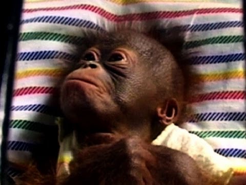 Damai The Cute Baby Orangutan Youtube Damai The Cute Baby Orangutan Youtube