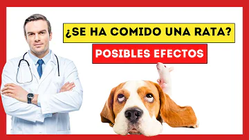 ¿Qué ocurre si un perro se come una rata?