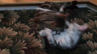 Milla's Kats American Shorthair Kittens by Milla's Kats 339 views 7 years ago 35 seconds