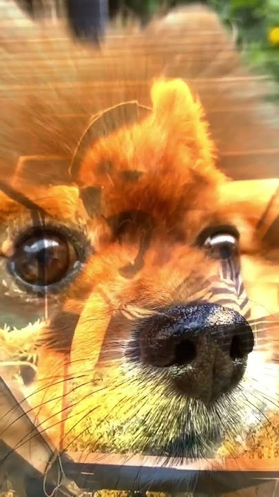 what-do-dogs-do-when-you-re-not-home-pomeranian-youtube