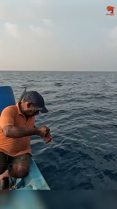 Diamond Trevally Caught Using Squid 🦑 as Bait! #fishing #fishingvideo #fishingtime