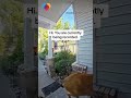 Doorbell camera catches curious door "knocking" on door #shorts