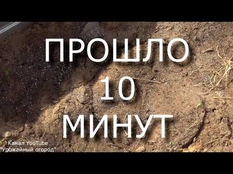 Видео: Могат ли кучетата да ядат банани? Бананите безопасни ли са за кучета?