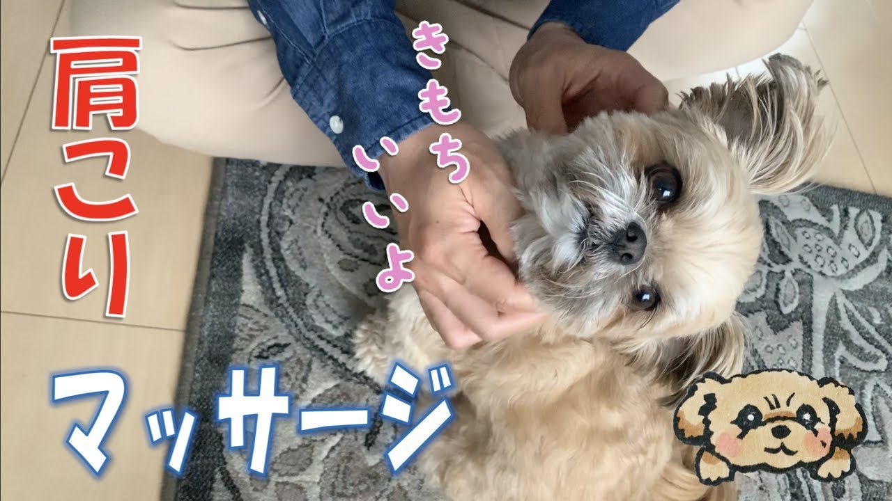 ドッグマッサージ 前足ちょいちょい マッサージを止めると催促する子犬 Puppy Requests Massage チワワ シーズー Youtube ドッグマッサージ 前足ちょいちょい マッサージを止めると催促する子犬 Puppy Requests Massage チワワ シーズー Youtube