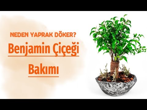 Video: Benjamin'in Ficus Neden Yapraklarını Döküyor?