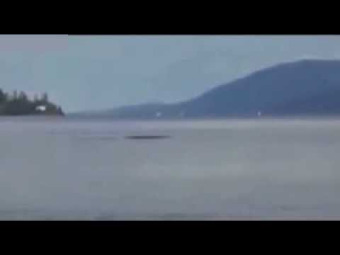 Vídeo: Nueva Evidencia: ¿todavía Existe El Monstruo Del Lago Ness? - Vista Alternativa