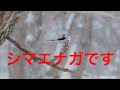 シマエナガです。４K動画です。