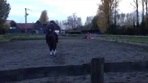 British Dressage Prelim 1 Click Dressage member Te...
